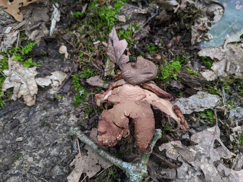Geastrum rufescens (Photo 5 of 6)