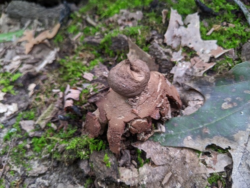 Geastrum rufescens (Photo 3 of 6)