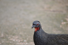 Penelope superciliaris