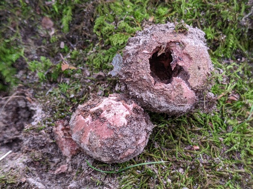 Geastrum rufescens (Photo 6 of 6)