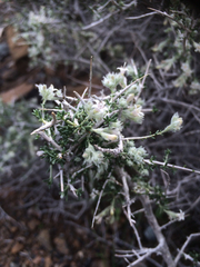 Plocama aucheri