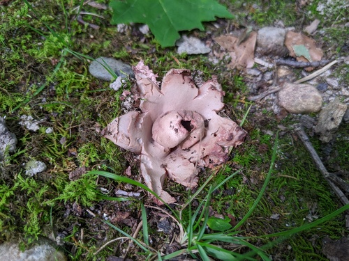 Geastrum rufescens