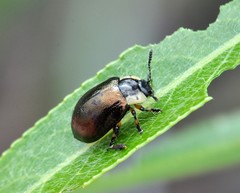 Chrysomela collaris