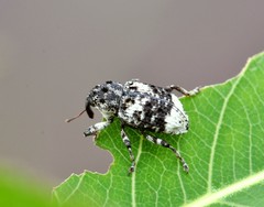 Cryptorhynchus lapathi