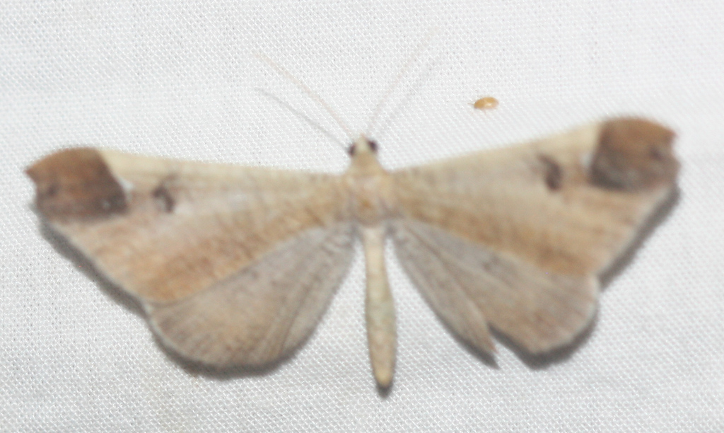Macrosoma majormacula