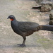 Rusty-margined Guan - Photo (c) Heitor Fagundes Beloch, some rights reserved (CC BY-NC), uploaded by Heitor Fagundes Beloch