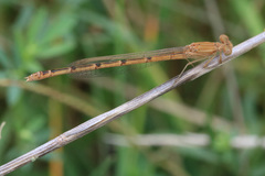 Oxyagrion rubidum
