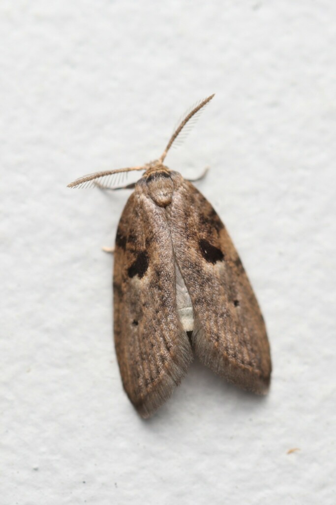 Tanaoctena ooptila