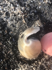 Scaphander lignarius