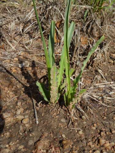 Ledebouria atrobrunnea