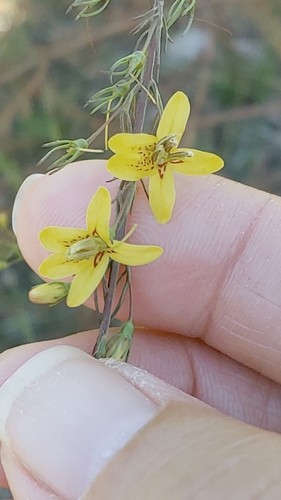 Image of Seymeria cassioides by (c) Kathryn Curtis, some rights reserved (CC BY)