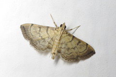 Bicilia iarchasalis