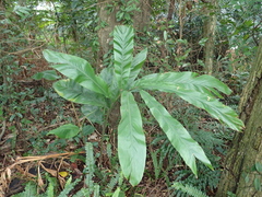 Alpinia uraiensis