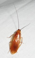 Parcoblatta fulvescens