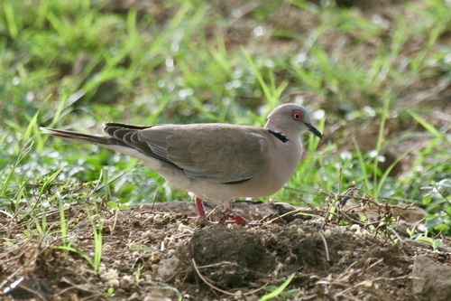 Mourning Collared Dove
