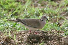 Mourning Collared Dove photo 4
