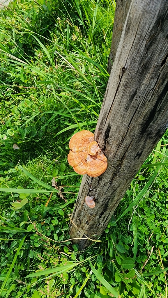 Trametes sanguinea · September 2023 · photo: © shawnchong (iNaturalist, cc0)