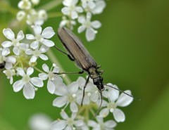 Oedemera virescens