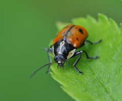 Cryptocephalus octopunctatus