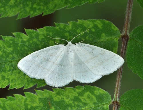 Pilkajuostis Balsvasprindis nuotrauka