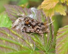 Autographa pulchrina
