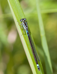 Coenagrion armatum