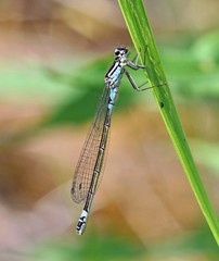 Coenagrion armatum