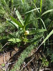 Crabbea angustifolia