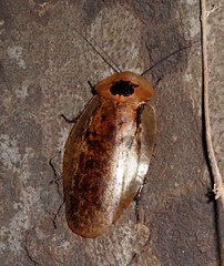 Archimandrita tessellata