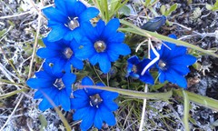 Gentiana dshimilensis