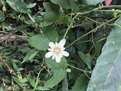 Passiflora rubra