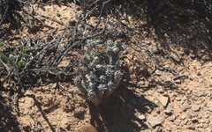 Euphorbia braunsii