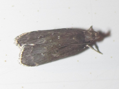 Helcystogramma melantherella