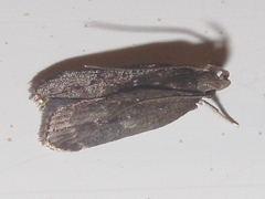 Helcystogramma melantherella