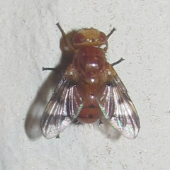 Oestrophasia calva