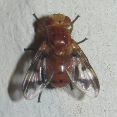Oestrophasia calva