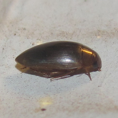 Copelatus chevrolati