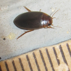 Copelatus chevrolati