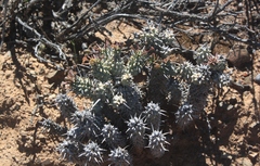 Euphorbia braunsii