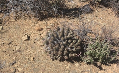 Euphorbia braunsii