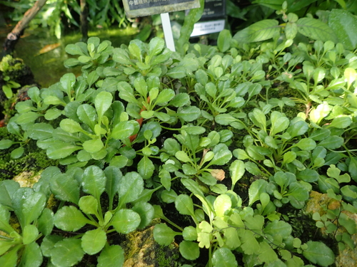 Aster miyagii iNat (1)