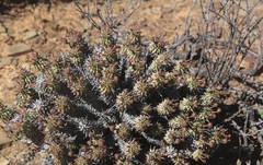 Euphorbia braunsii