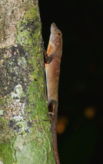 Anolis osa