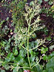 Valeriana lapathifolia