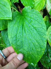 Valeriana lapathifolia
