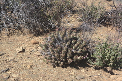 Euphorbia braunsii