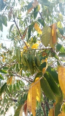 Senna viarum