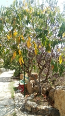 Senna viarum