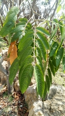 Senna viarum