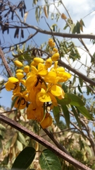 Senna viarum